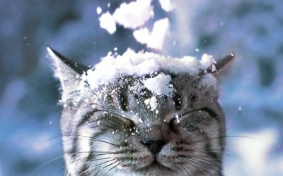 Majd ha fagy…? – Szigetelés hírek, még időben…